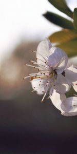 Macro,Plant,Flowering,Flower,Bloom,Spring