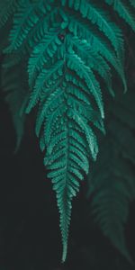 Macro,Plant,Leaflet,Fern