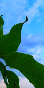 Macro,Plant,Leaves