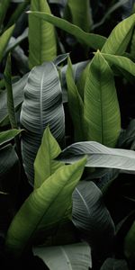 Planter,Feuilles,Plante,Macro