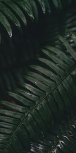 Macro,Plant,Leaves,Fern