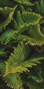 Macro,Plant,Leaves,Fern