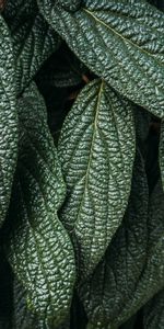 Planter,Surface,Feuilles,Plante,Macro