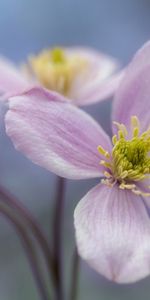 Planter,Pétales,Plante,Fleur,Macro,Floraison