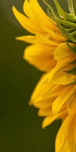 Planter,Pétales,Fleur,Plante,Macro