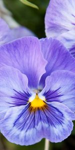 Macro,Plant,Petals,Flower