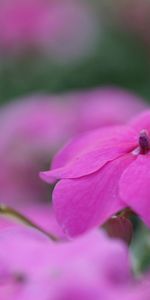 Flor,Macro,Pétalos,Planta