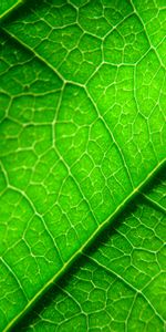 Macro,Plant,Sheet,Leaf,Veins