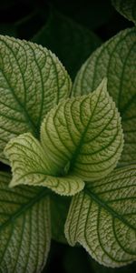 Planter,Circulation Sanguine,Feuilles,Veines,Plante,Macro