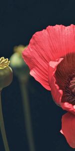 Fleur,Pavot,Macro,Pétales,Coquelicot