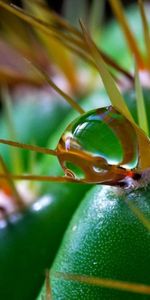 Macro,Prickles,Thorns,Cactus,Flower