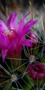 Macro,Prickles,Thorns,Cactus,Flower