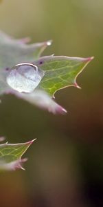 Macro,Prickles,Thorns,Dew,Drops,Plant