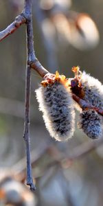 Macro,Pussy Willow,Verba,Branch,Spring