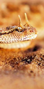 Macro,Reptile,Leather,Skin,Snake,Sand