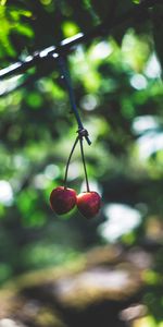 Macro,Ripe,Cherries,Berries,Branch