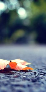 Macro,Road,Surface,Fallen,Sheet,Leaf,Autumn