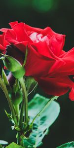 Bourgeons,Fleur,Une Rose,Macro,Rose