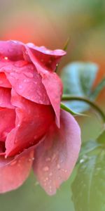 Bourgeon,Drops,Une Rose,Pétales,Macro,Rose