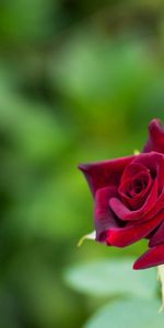 Bourgeon,Une Rose,Macro,Rose