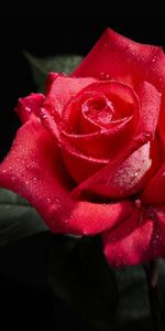 Macro,Rose Flower,Rose,Flowers,Black Background