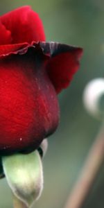 Macro,Rose Flower,Rose,Petals