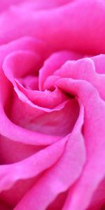 Macro,Rose Flower,Rose,Petals,Bud