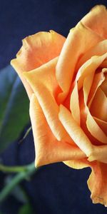 Macro,Rose Flower,Rose,Petals,Bud,Stem,Stalk