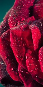 Macro,Rose Flower,Rose,Petals,Drops