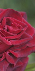 Planter,Une Rose,Pétales,Plante,Macro,Rose