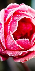 Macro,Rose,Hoarfrost,Frost,Coating,Covering,Rose Flower