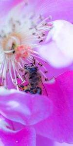 Macro,Abeille,Pétales,Fleur,Une Rose,Rose