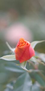 Flou,Lisse,Macro,Pétales,Une Rose,Rose