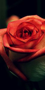 Macro,Rose,Petals,Bud,Stem,Stalk,Rose Flower,Dark Background