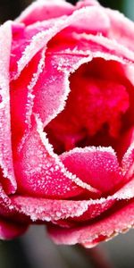 Macro,Rose,Petals,Frost,Hoarfrost,Rose Flower