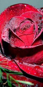 Macro,Rose,Petals,Scarlet,Drops,Bright,Rose Flower