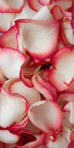 Macro,Rose,Petals,Tender,Rose Flower