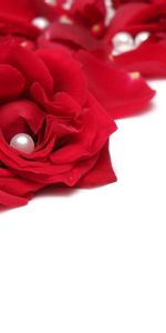 Macro,Chapelet,Perles,Une Rose,Rose