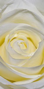 Macro,Rose,Rose Flower,Close Up,Petals