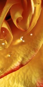 Macro,Rose,Rose Flower,Petals,Lines,Drop