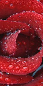 Macro,Rose,Rose Flower,Petals,Surface,Drops