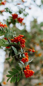 Macro,Rowan,Grona,Berries,Plant,Branch