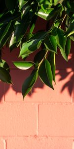 Macro,Shadow,Branch,Plant,Leaves,Wall