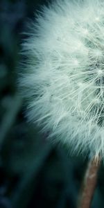 Macro,Shadow,Dandelion,Fluff,Fuzz