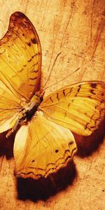 Macro,Shadow,Surface,Wings,Butterfly,Pattern