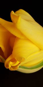 Macro,Tulipe,Ombre,Contexte