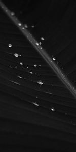 Macro,Sheet,Bw,Leaf,Chb,Drops