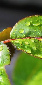 Drops,Feuille,Branche,Rosée,Macro