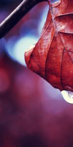 Macro,Sheet,Leaf,Branch,Drop,Dry,Autumn