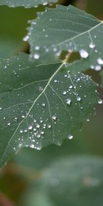 Macro,Sheet,Leaf,Branch,Drops